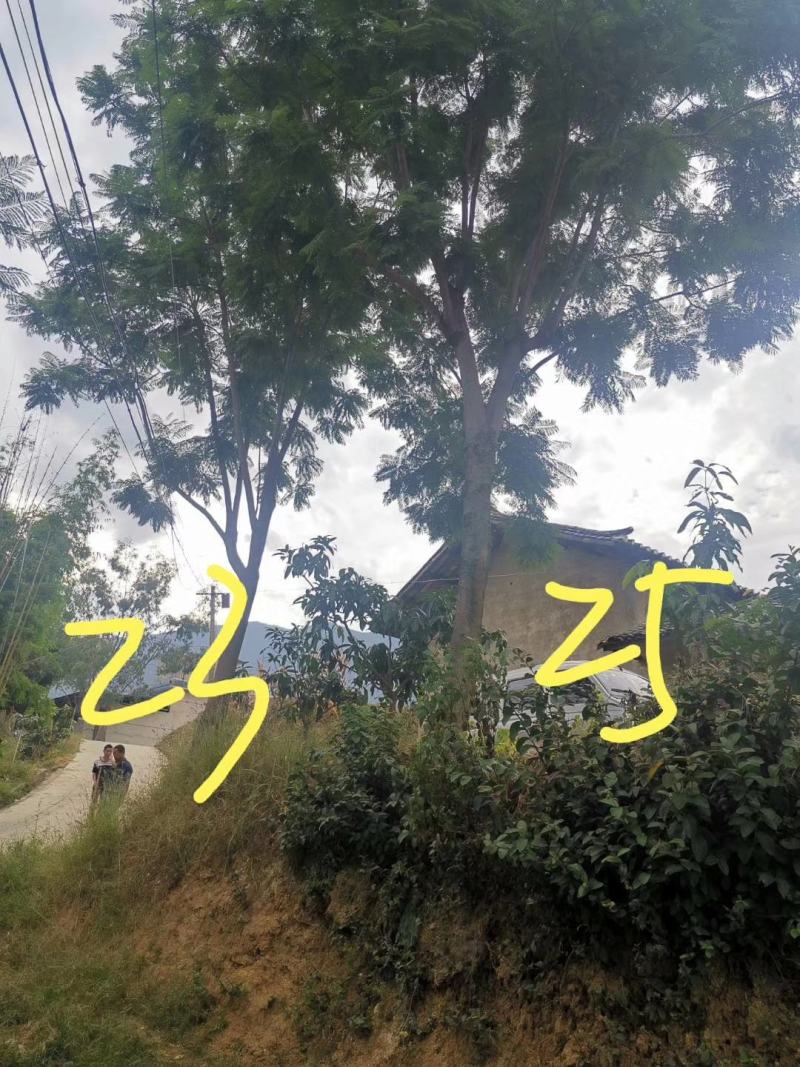 公司自有苗木基地60余亩，主营各种规格蓝花楹，生货，熟货