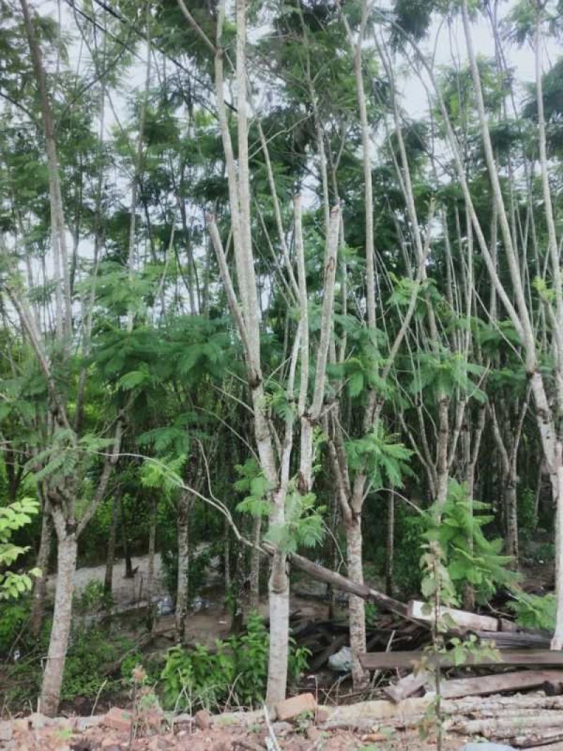 公司自有苗木基地60余亩，主营各种规格蓝花楹，生货，熟货