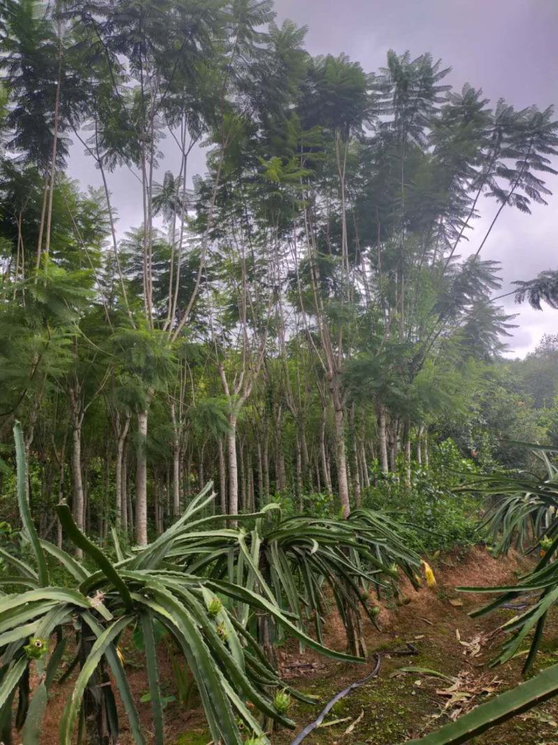 公司自有苗木基地60余亩，主营各种规格蓝花楹，生货，熟货