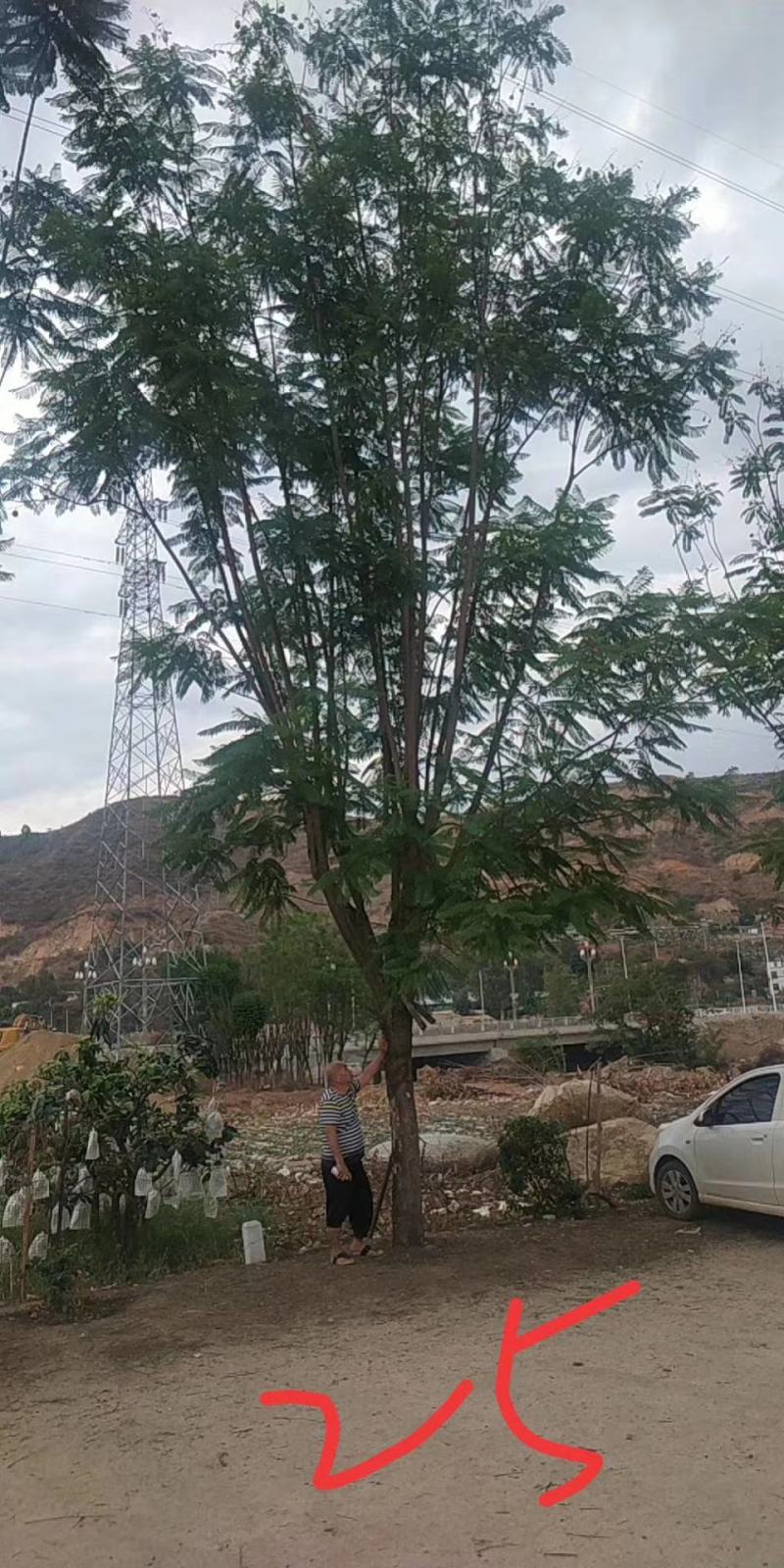 公司自有苗木基地60余亩，主营各种规格蓝花楹，生货，熟货