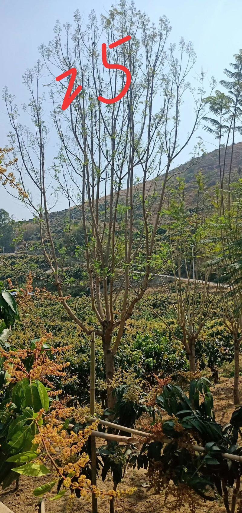 公司自有苗木基地60余亩，主营各种规格蓝花楹，生货，熟货