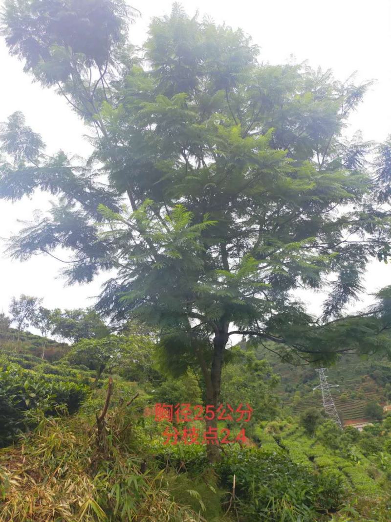 公司自有苗木基地60余亩，主营各种规格蓝花楹，生货，熟货
