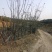 公司自有苗木基地60余亩，主营各种规格蓝花楹，生货，熟货