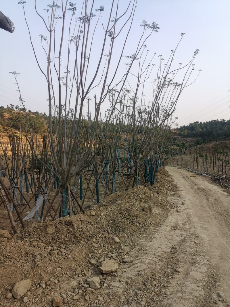 公司自有苗木基地60余亩，主营各种规格蓝花楹，生货，熟货