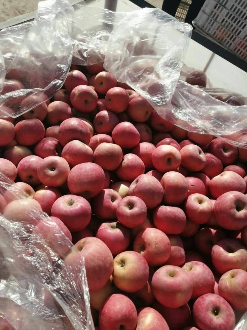 【推荐】精品红富士苹果常年供应条纹片红全红果保质保量