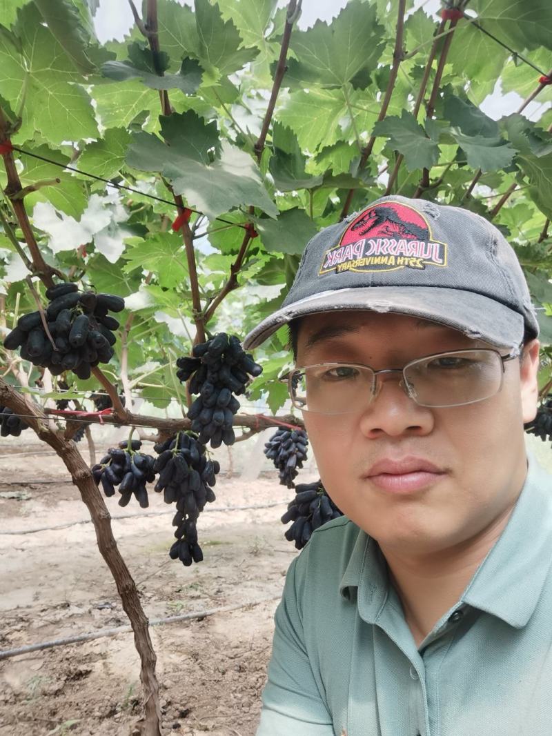 蓝宝石葡萄黑手指脆甜可口手指大量上市提供预冷储存一件代发