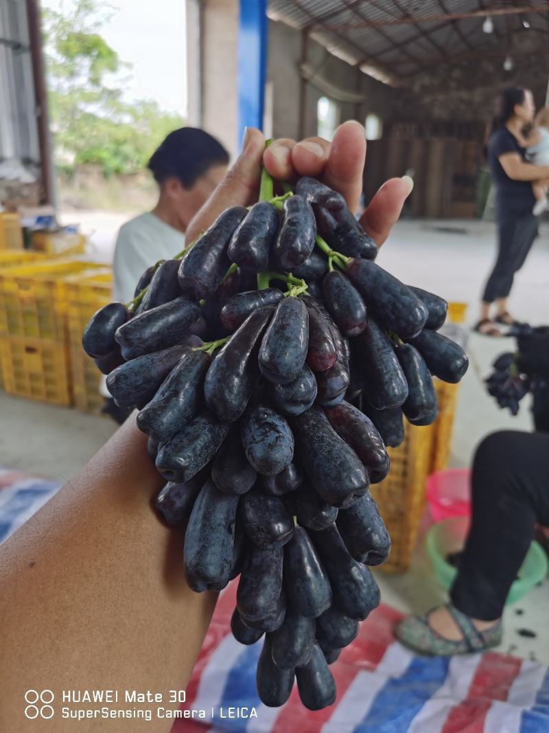蓝宝石葡萄黑手指脆甜可口手指大量上市提供预冷储存一件代发
