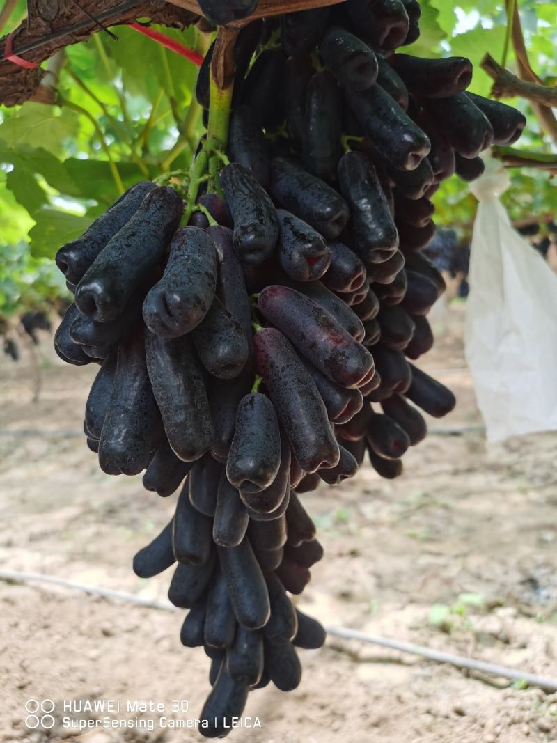 蓝宝石葡萄黑手指脆甜可口手指大量上市提供预冷储存一件代发