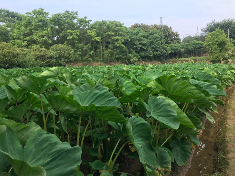 精品红芽芋，产地直发，一手货源现挖现卖支持一件代发全国