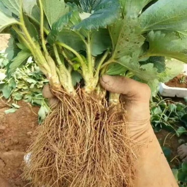 优质草莓苗法兰帝，甜查理，章姬。基地现挖苗打冷发货