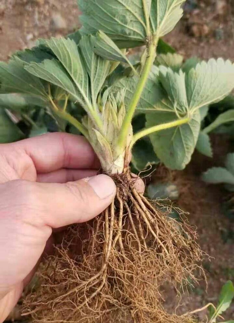 优质草莓苗法兰帝，甜查理，章姬。基地现挖苗打冷发货