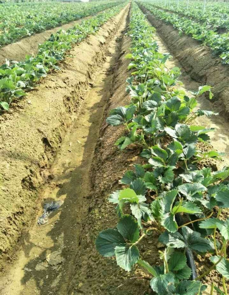 优质草莓苗法兰帝，甜查理，章姬。基地现挖苗打冷发货