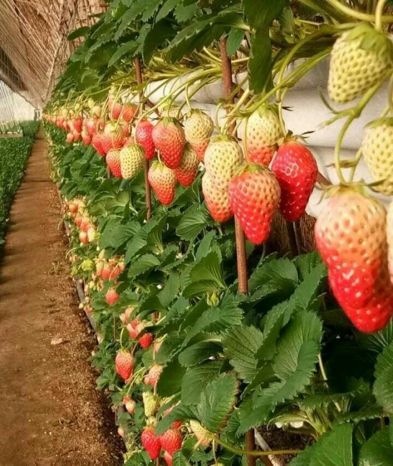 优质草莓苗法兰帝，甜查理，章姬。基地现挖苗打冷发货