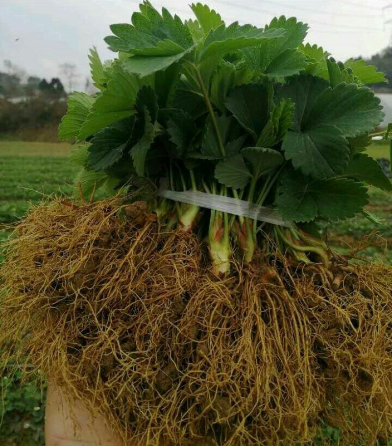 优质草莓苗法兰帝，甜查理，章姬。基地现挖苗打冷发货