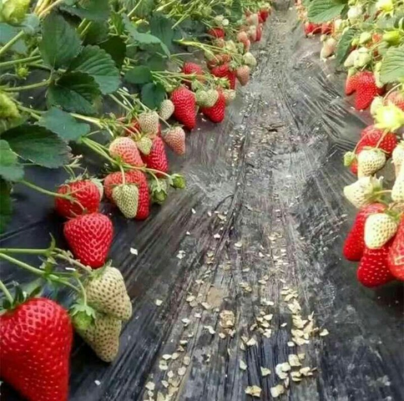 优质草莓苗法兰帝，甜查理，章姬。基地现挖苗打冷发货