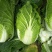 黄心大白菜每天新鲜大量有货诚信经营商超市场