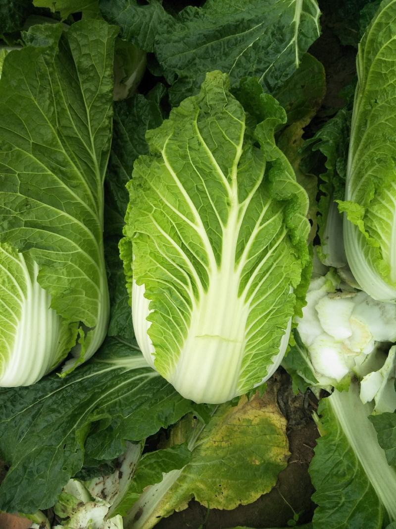 黄心大白菜每天新鲜大量有货诚信经营商超市场