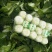 黄心大白菜每天新鲜大量有货诚信经营商超市场
