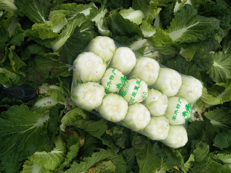 黄心大白菜每天新鲜大量有货诚信经营商超市场