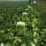 黄心大白菜每天新鲜大量有货诚信经营商超市场