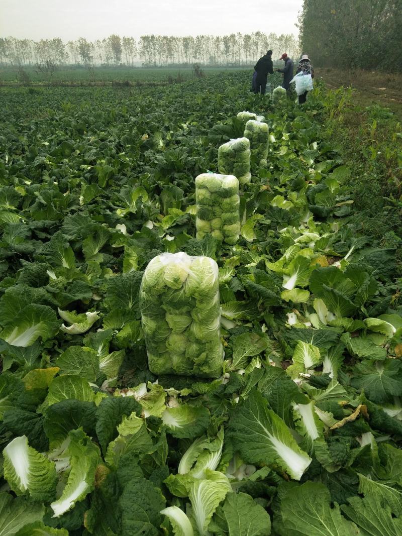 黄心大白菜每天新鲜大量有货诚信经营商超市场