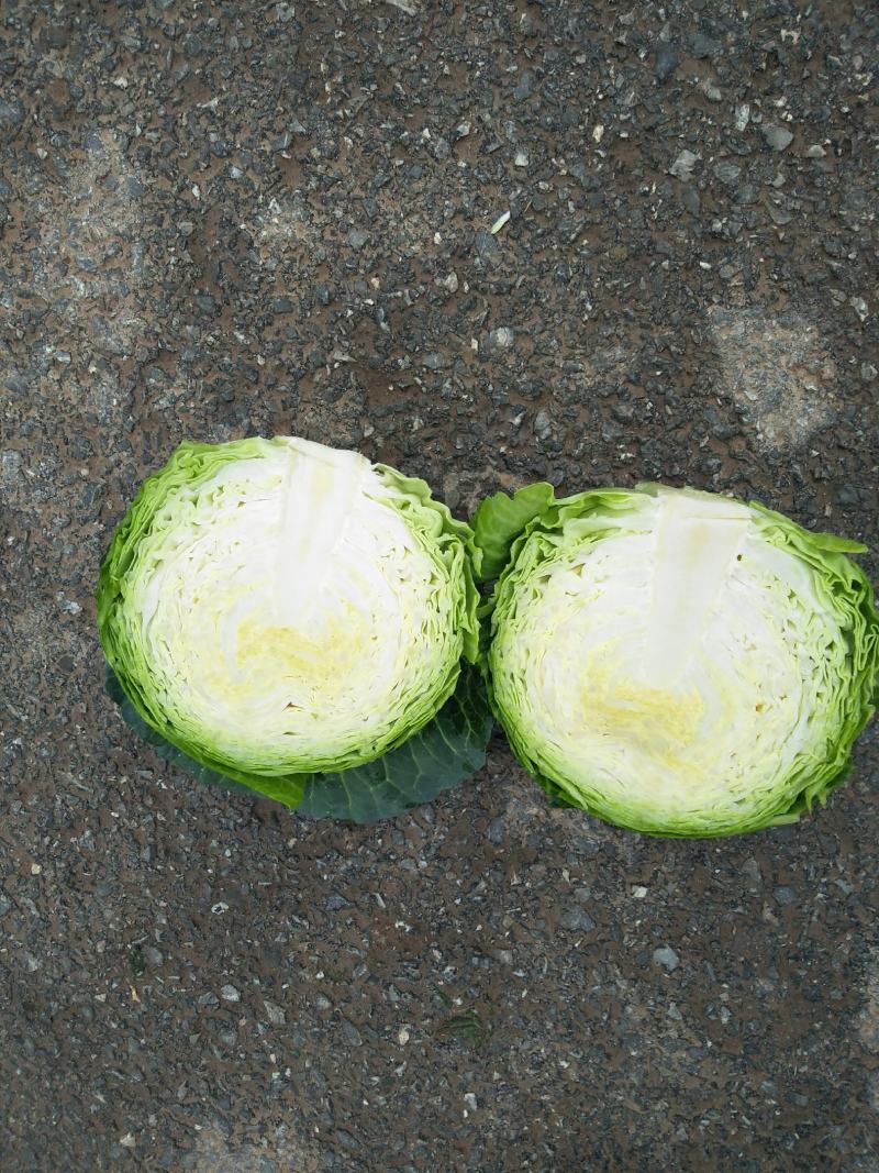 黄心大白菜每天新鲜大量有货诚信经营商超市场