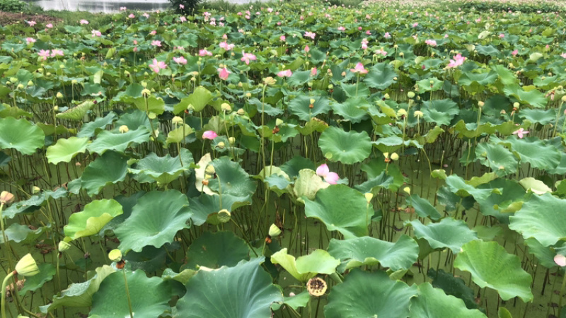 洪湖特产，湖之味莲藕，清香可口，粉不掉渣，常年提供货源