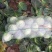甘蓝圆包菜中甘21甘蓝0.5~1公斤