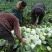 甘蓝圆包菜中甘21甘蓝0.5~1公斤