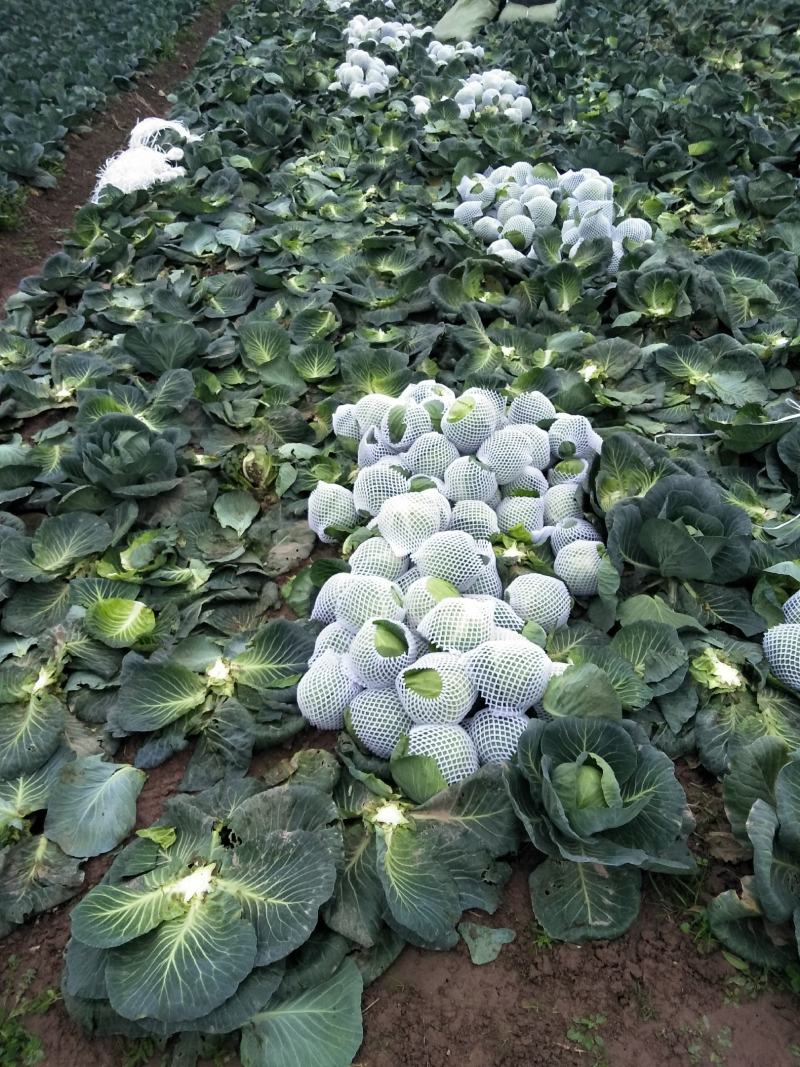 甘蓝圆包菜中甘21甘蓝0.5~1公斤