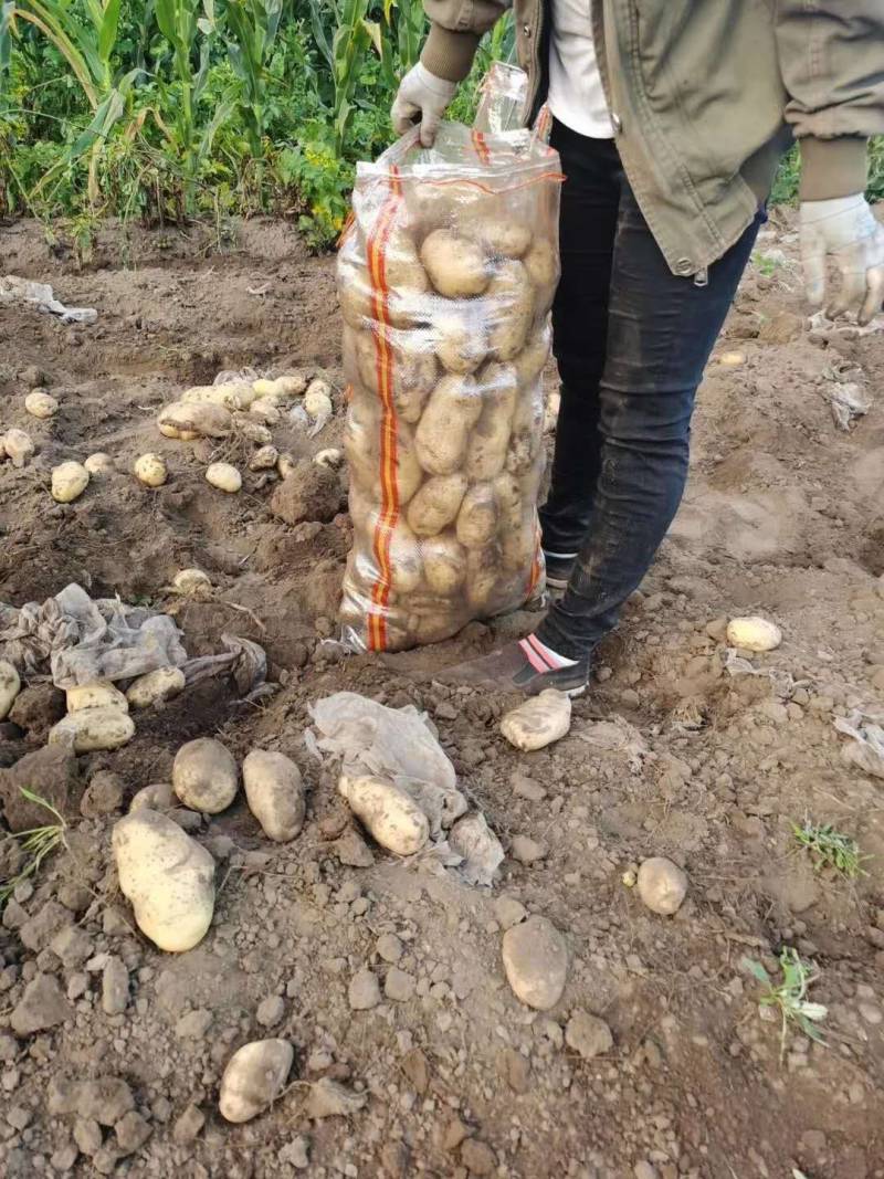 荷兰十五土豆等围场土豆开始上市欢迎新老客户