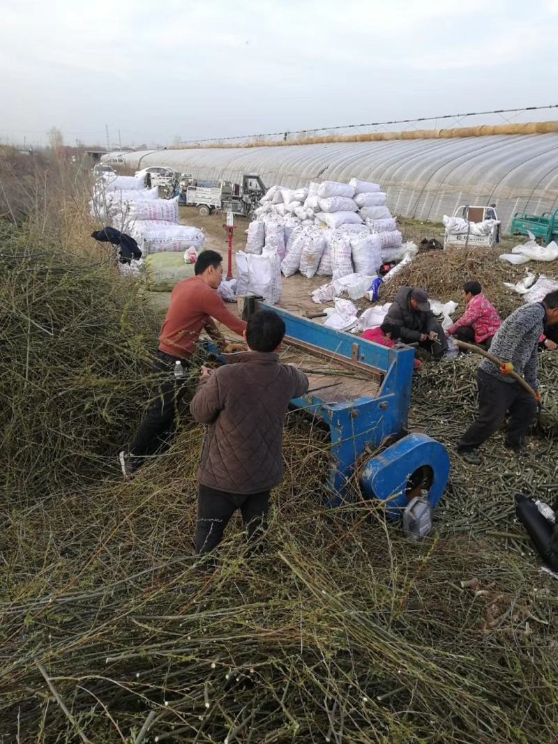 竹柳3号柳树段子，柳树苗，一千亩种苗基地，大量供货