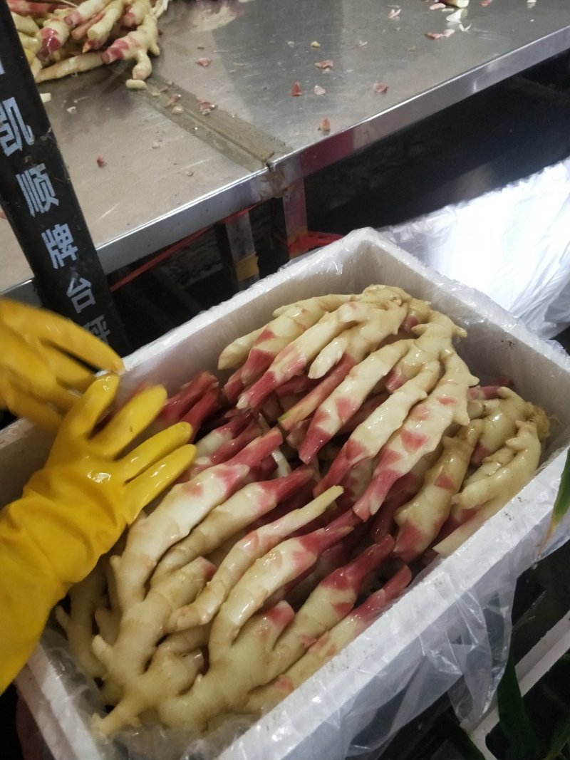 山东红芽姜大量上市了欢迎新老客户来电咨询