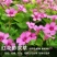 红花酢浆草紫叶炸酱草种球红花三叶草种子绿化工程庭院四季开