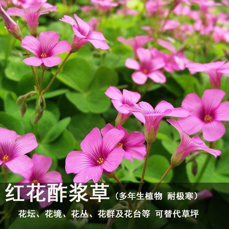 红花酢浆草紫叶炸酱草种球红花三叶草种子绿化工程庭院四季开