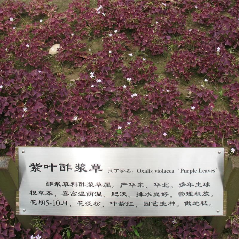红花酢浆草紫叶炸酱草种球红花三叶草种子绿化工程庭院四季开