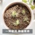 红花酢浆草紫叶炸酱草种球红花三叶草种子绿化工程庭院四季开