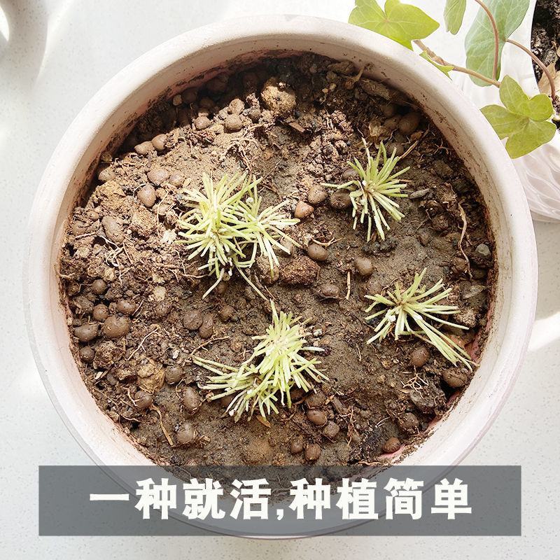 红花酢浆草紫叶炸酱草种球红花三叶草种子绿化工程庭院四季开