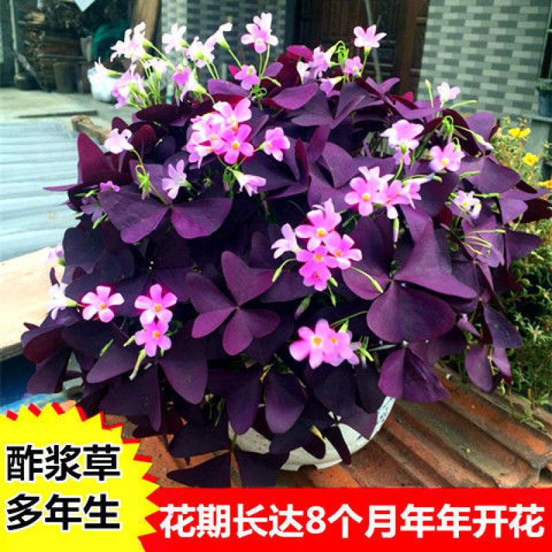 红花酢浆草紫叶炸酱草种球红花三叶草种子绿化工程庭院四季开