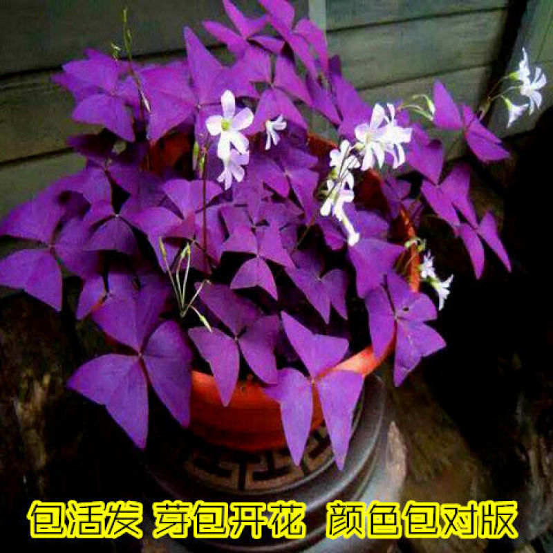 红花酢浆草紫叶炸酱草种球红花三叶草种子绿化工程庭院四季开