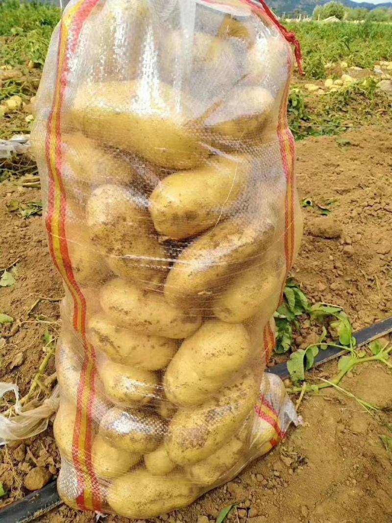 通许精品土豆】黄心土豆个头匀称价格优惠电联优惠