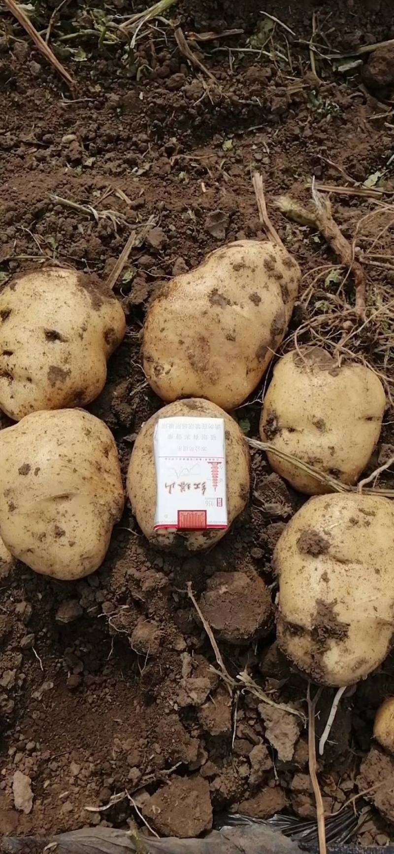 通许精品土豆】黄心土豆个头匀称价格优惠电联优惠