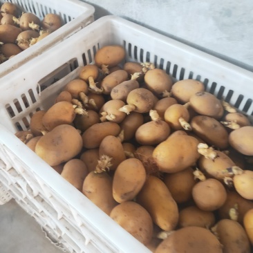 【热卖中】秋季马铃薯带牙脱毒土豆种子，高产，扛病毒，质优