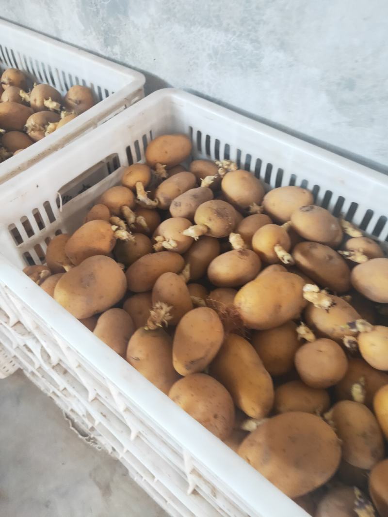 【热卖中】秋季马铃薯带牙脱毒土豆种子，高产，扛病毒，质优