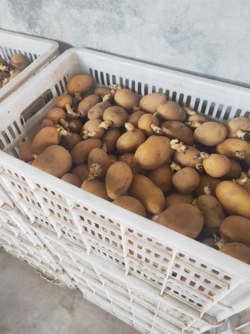 【热卖中】秋季马铃薯带牙脱毒土豆种子，高产，扛病毒，质优