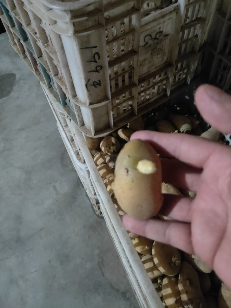 【热卖中】秋季马铃薯带牙脱毒土豆种子，高产，扛病毒，质优