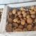 【热卖中】秋季马铃薯带牙脱毒土豆种子，高产，扛病毒，质优