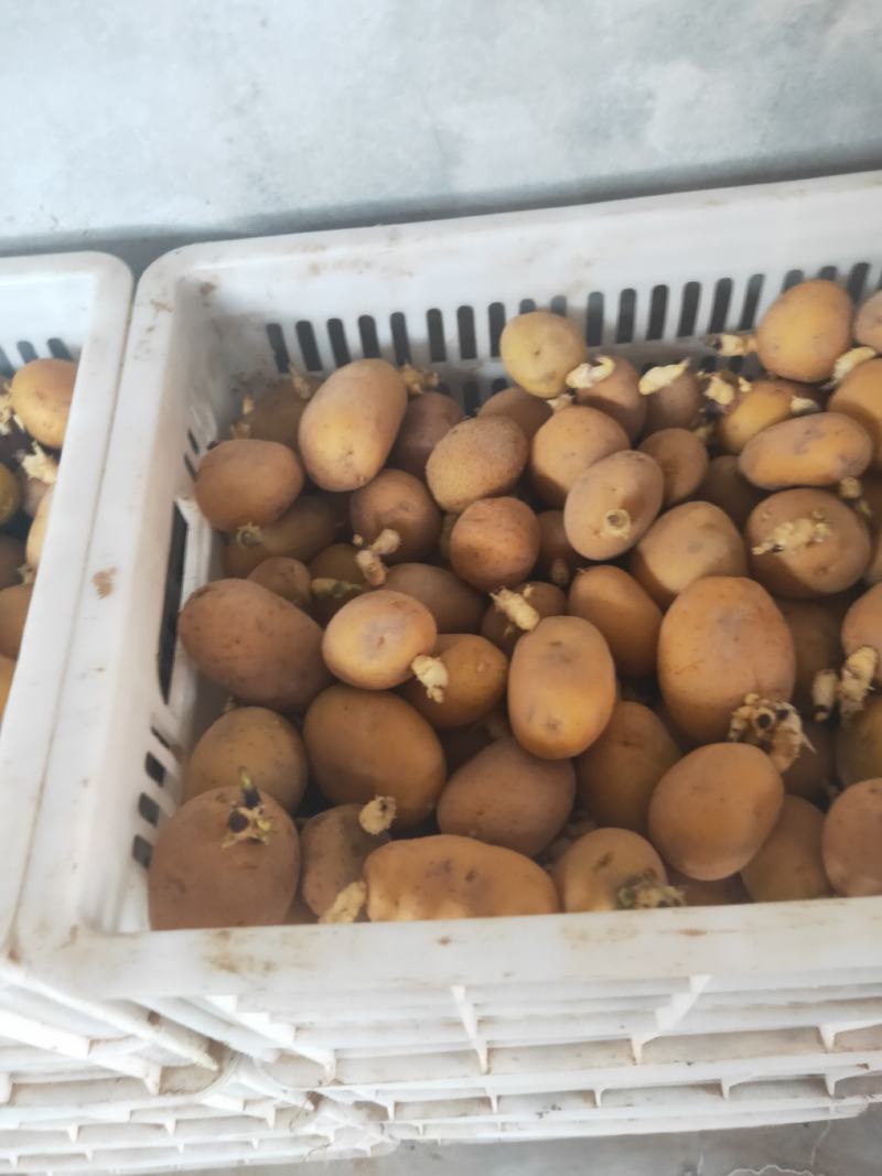 【热卖中】秋季马铃薯带牙脱毒土豆种子，高产，扛病毒，质优