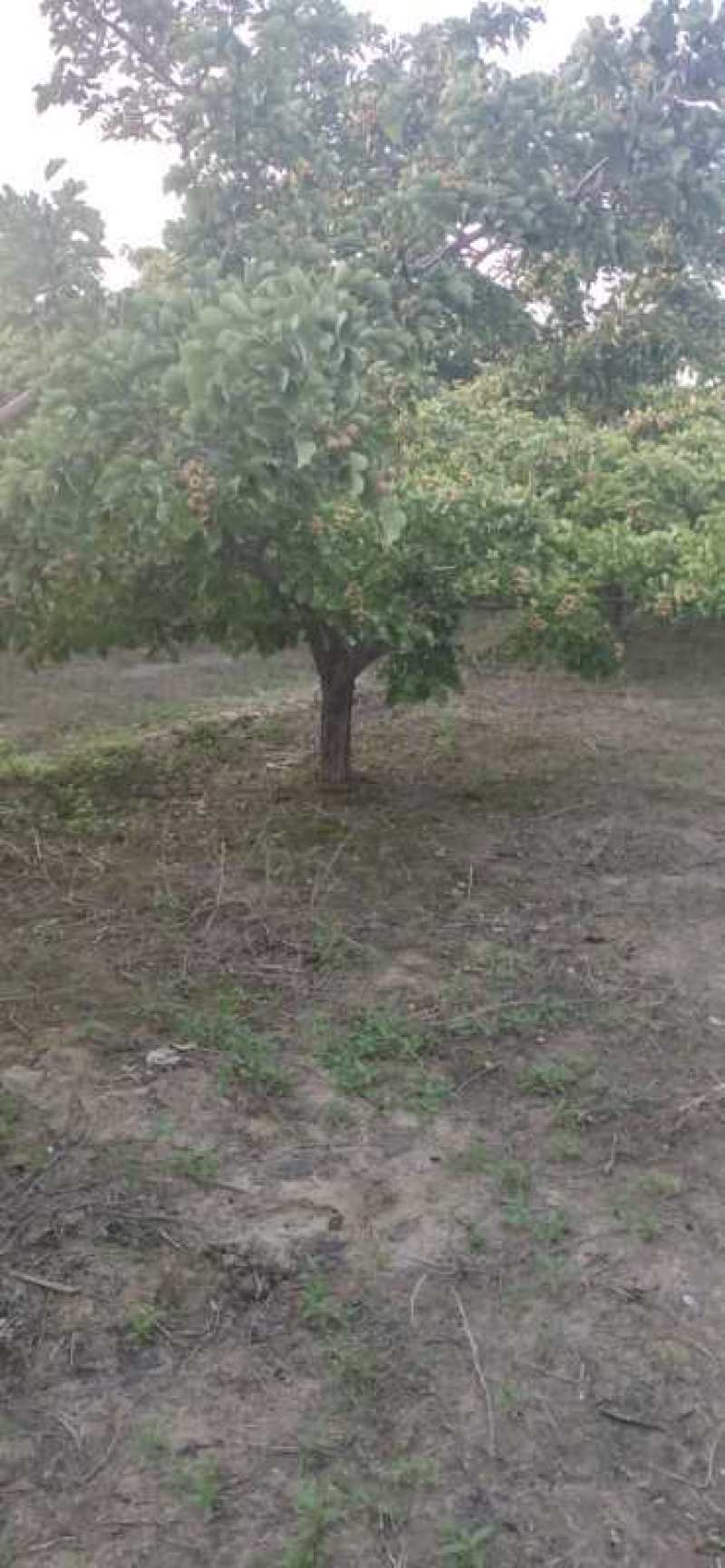 精品山楂树大量供应中