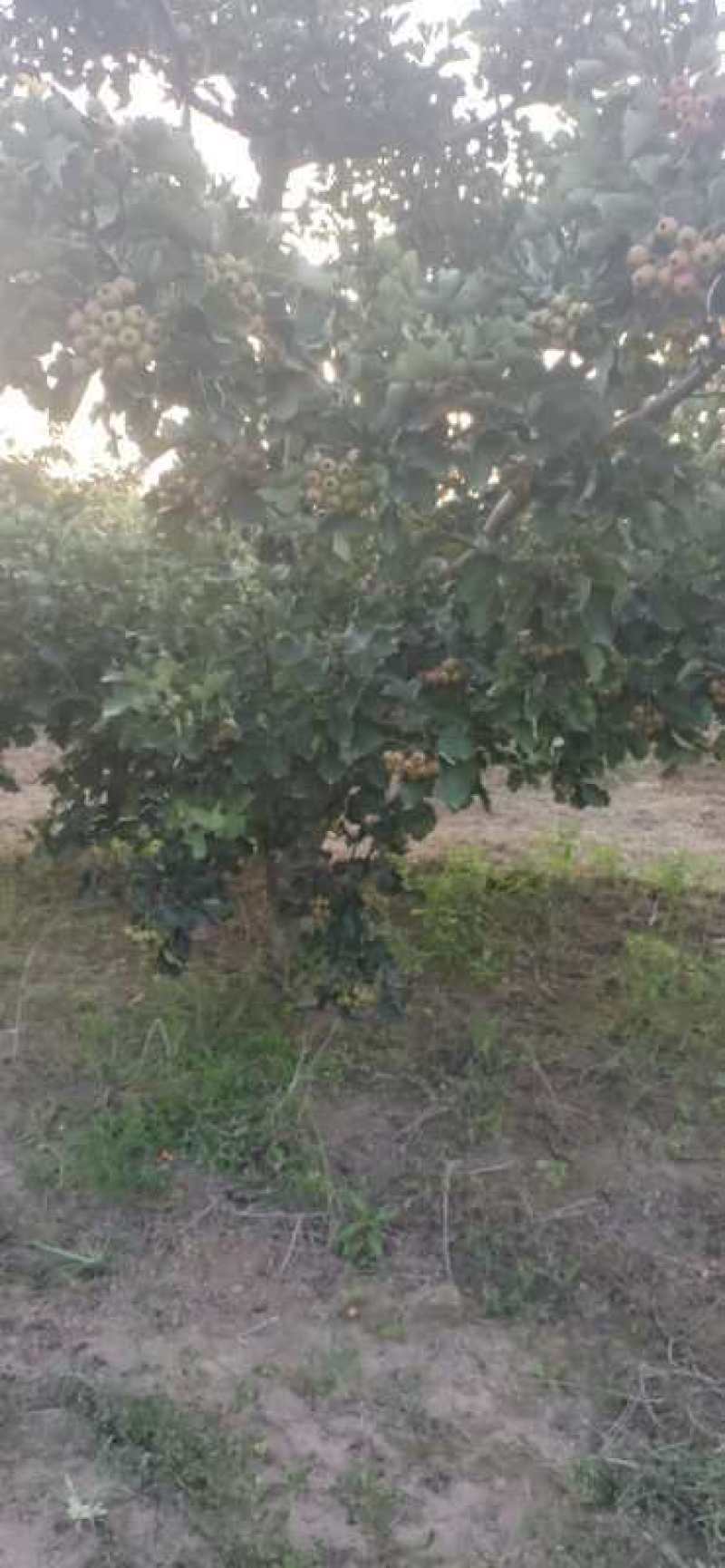 精品山楂树大量供应中